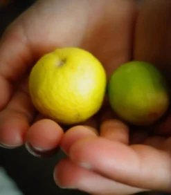 Eau De Toilette #25 Little By Little With Joy 50 Ml