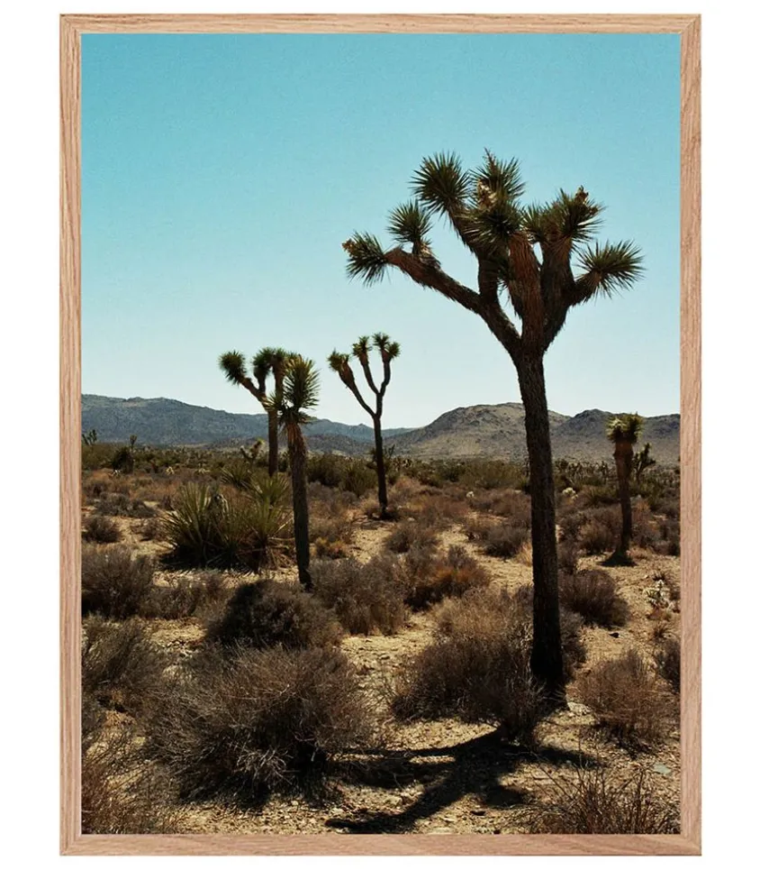 Tableau Avec Cadre "Joshua Tree" 60X80Cm